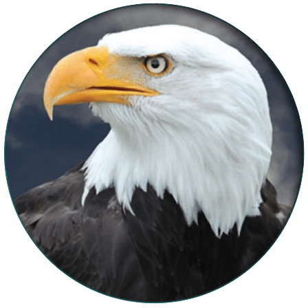 Society Of Eagles Bald Eagles giving