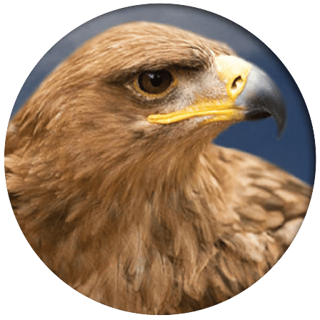Society Of Eagles Tawny Eagles giving